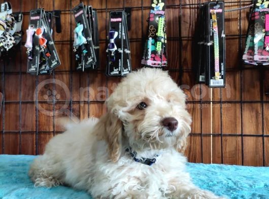 A Secereli Toy Poodle Yavrularımız görsel