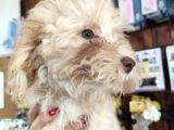 A Secereli Toy Poodle Yavrularımız