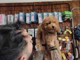 A Secereli Toy Poodle Yavrularımız