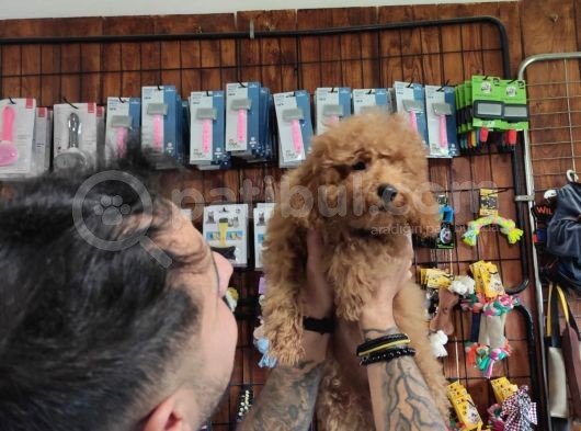 A Secereli Toy Poodle Yavrularımız görsel