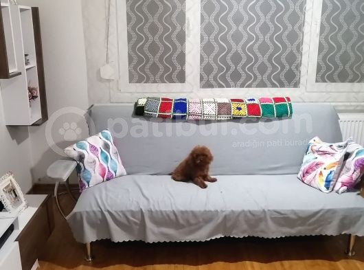 Kore Kan Yavrular görsel