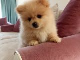 2 Aylık Erkek Pomeranian