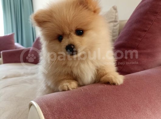 2 Aylık Erkek Pomeranian görsel