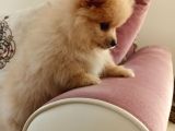 2 Aylık Erkek Pomeranian