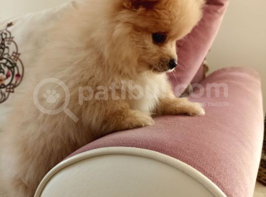 2 Aylık Erkek Pomeranian görsel