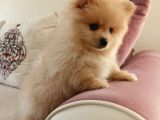 2 Aylık Erkek Pomeranian