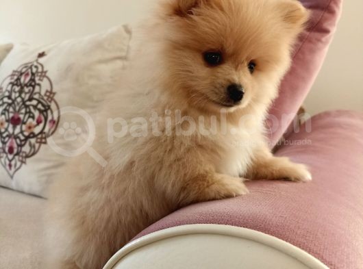 2 Aylık Erkek Pomeranian görsel