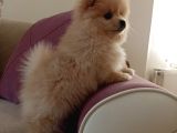 2 aylık erkek pomeranian