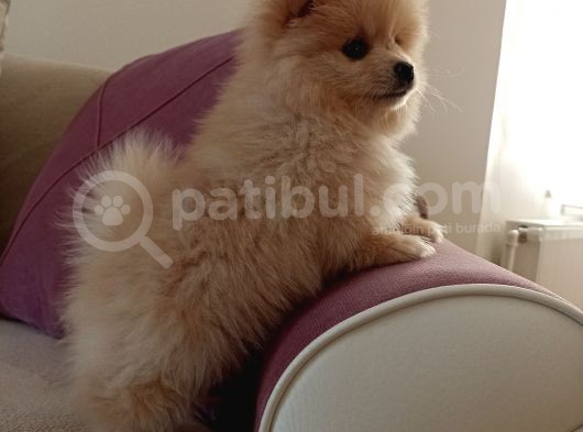 2 Aylık Erkek Pomeranian