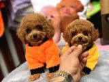 Red Mini Toy Poodle Yavrular