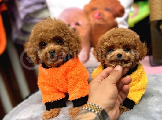 Red Mini Toy Poodle Yavrular görsel