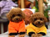 Red Mini Toy Poodle Yavrular