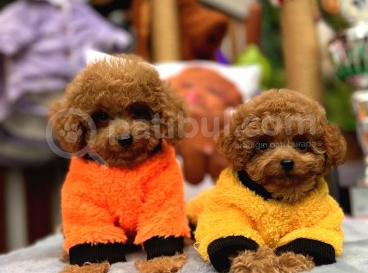 Red Mini Toy Poodle Yavrular görsel
