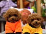 Red mini toy poodle yavrular