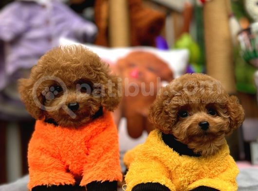 Red Mini Toy Poodle Yavrular
