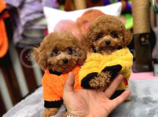 Red Mini Toy Poodle Yavrular görsel