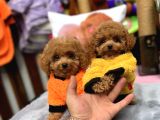 Red Mini Toy Poodle Yavrular