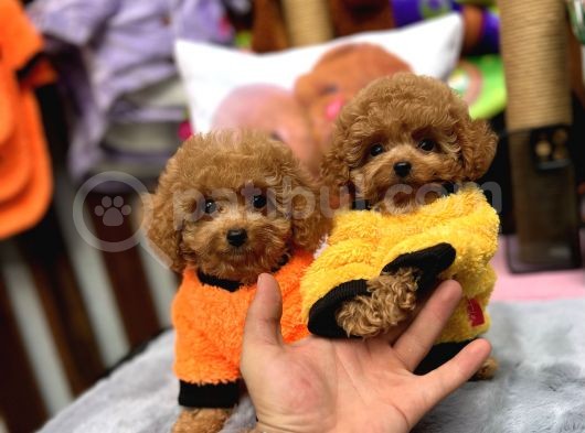 Red Mini Toy Poodle Yavrular görsel
