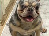 Eşleşmeye Açık Lilac Merle Tan İsabella Carier French Bulldog Erkek Köpeğimize Türkiye Geneli Dişilerimizi Bekliyoruz