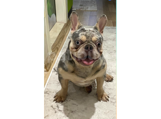 Eşleşmeye Açık Lilac Merle Tan İsabella Carier French Bulldog Erkek Köpeğimize Türkiye Geneli Dişilerimizi Bekliyoruz görsel