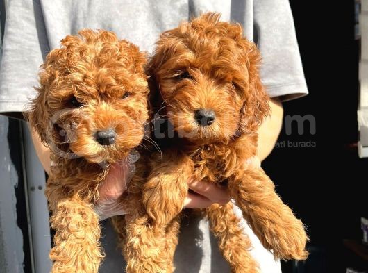 Toy Poodle Bebekleri̇mi̇z görsel