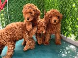 Toy Poodle Puppi̇es