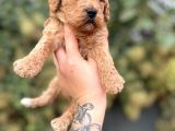 Toy Poodle Yavrularımız