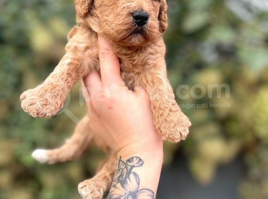 Toy Poodle Yavrularımız görsel