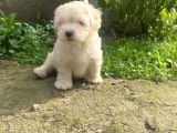 Üst kalite Maltıpoo yavrular