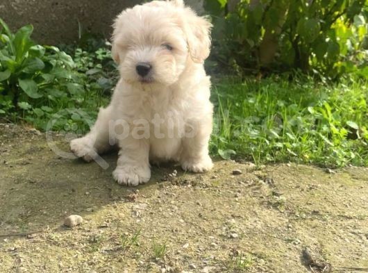 Üst Kalite Maltıpoo Yavrular