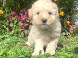 Üst Kalite Maltıpoo Yavrular
