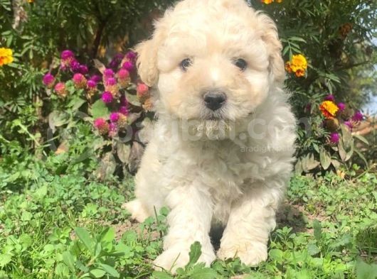 Üst Kalite Maltıpoo Yavrular görsel