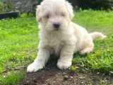 Üst Kalite Maltıpoo Yavrular
