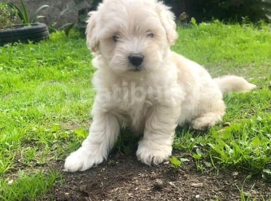Üst Kalite Maltıpoo Yavrular görsel