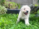 Üst Kalite Maltıpoo Yavrular