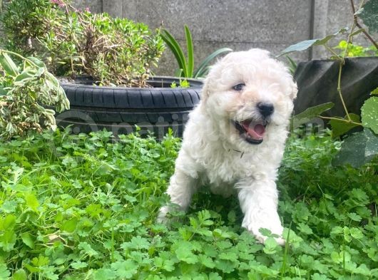Üst Kalite Maltıpoo Yavrular görsel