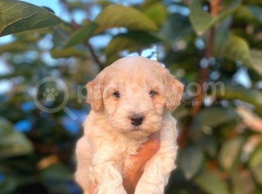 Üst Kalite Maltıpoo Yavrular görsel