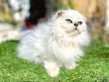 0 kulak scottish fold longhair kızımız