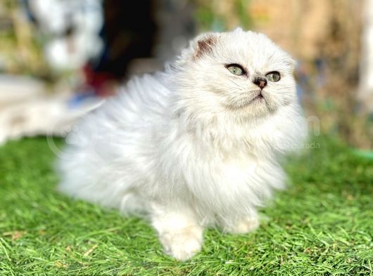0 Kulak Scottish Fold Longhair Kızımız