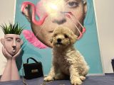 Toy Poodle