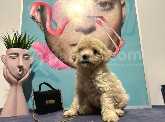 Toy Poodle görsel