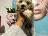 Toy poodle