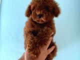 Toy poodle yavrular