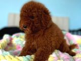 Toy Poodle Yavrular