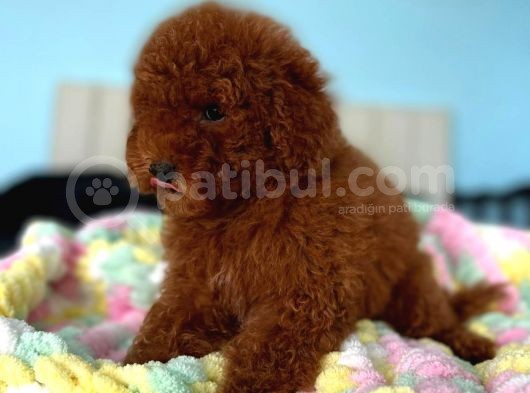 Toy Poodle Yavrular görsel
