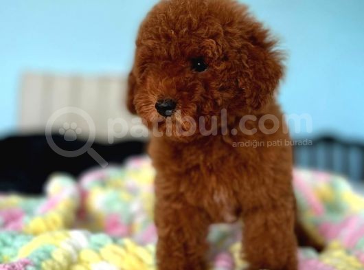 Toy Poodle Yavrular görsel