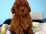 Toy Poodle Yavrular