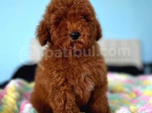 Toy Poodle Yavrular görsel