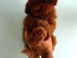 Toy Poodle Yavrular