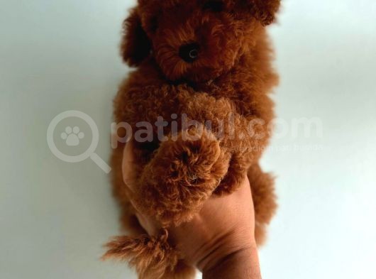 Toy Poodle Yavrular görsel
